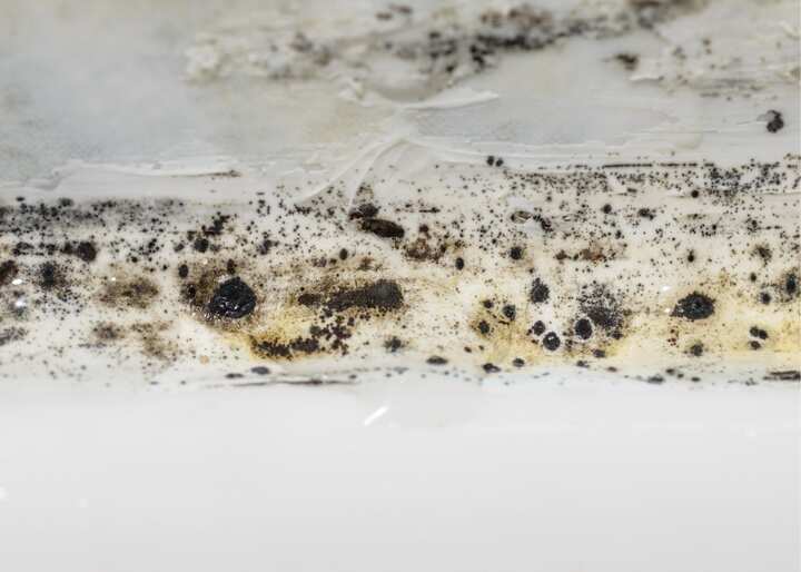 mold Gresham OR