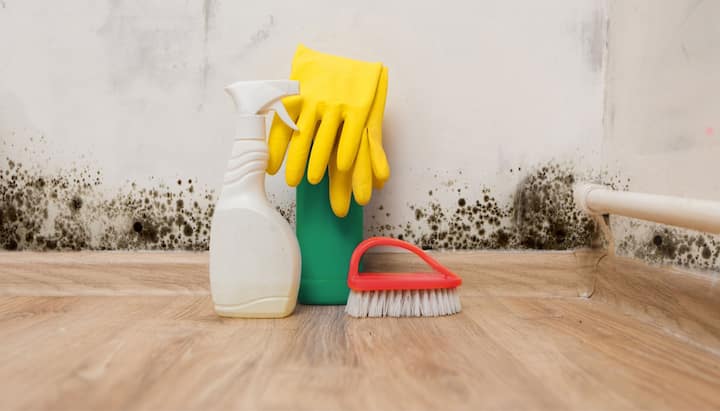 Know About Mold Removal In Gresham